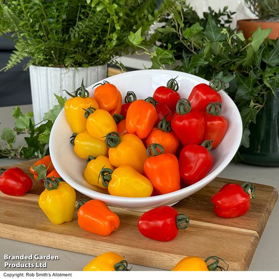 Tomato 'Appleberry Series' F1 - Seeds