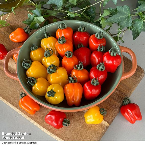 Tomato 'Appleberry Series' F1 - Seeds