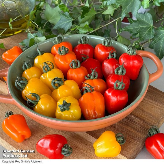 Tomato 'Appleberry Series' F1 - Seeds