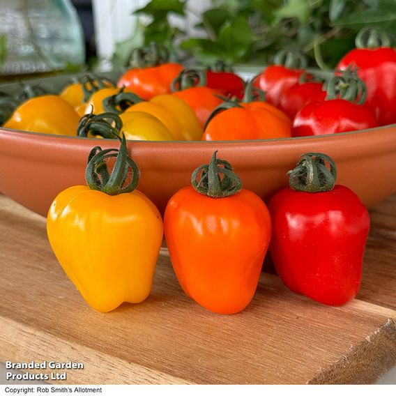 Tomato 'Appleberry Series' F1 - Seeds