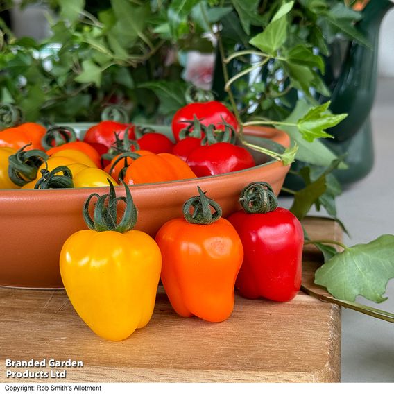 Tomato 'Appleberry Series' F1 - Seeds