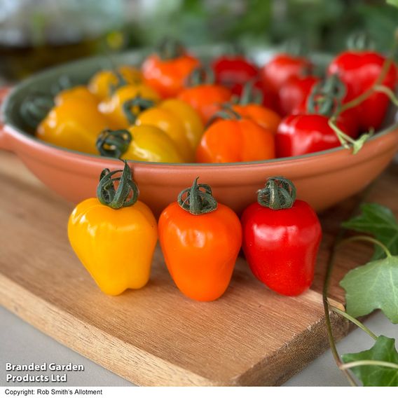 Tomato 'Appleberry Series' F1 - Seeds