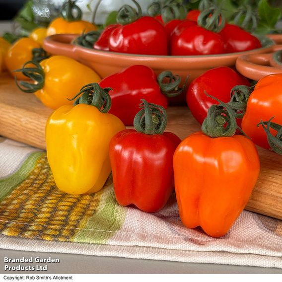 Tomato 'Appleberry Series' F1 - Seeds