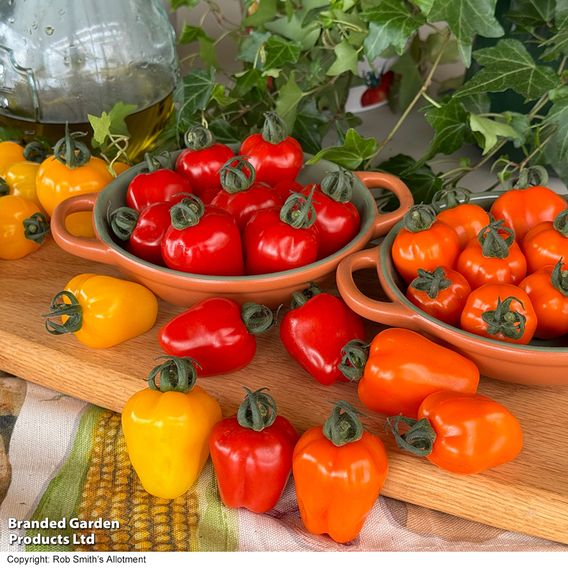 Tomato 'Appleberry Series' F1 - Seeds