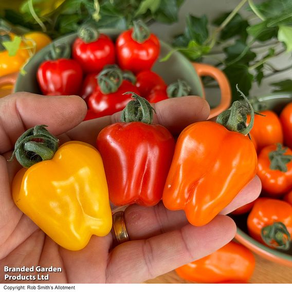 Tomato 'Appleberry Series' F1 - Seeds