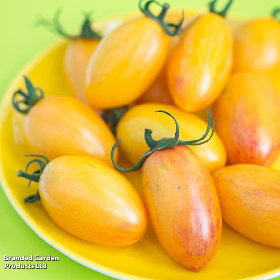 Tomato 'Blush Tiger' (Heirloom Plum)