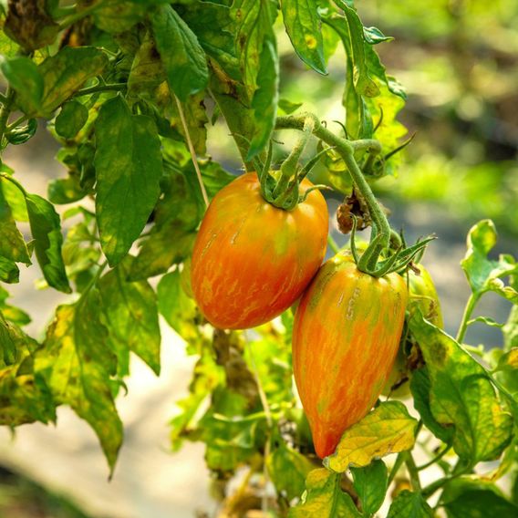 Tomato 'Lucky Tiger' - Seeds