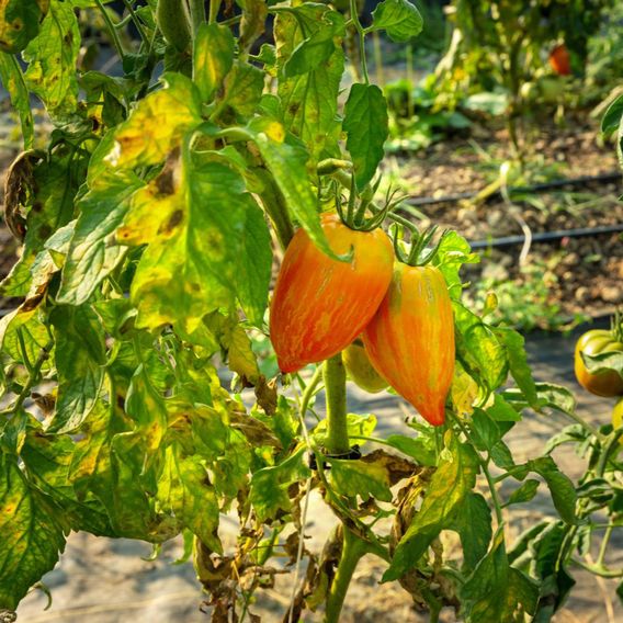 Tomato 'Lucky Tiger' - Seeds