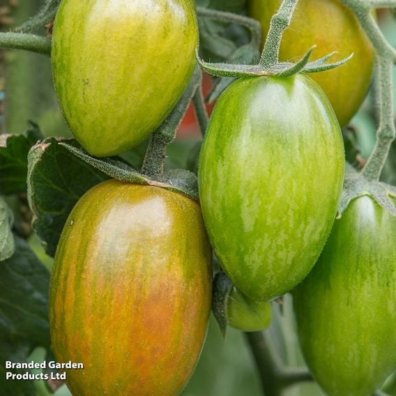 Tomato 'Blush Tiger' (Heirloom Plum)
