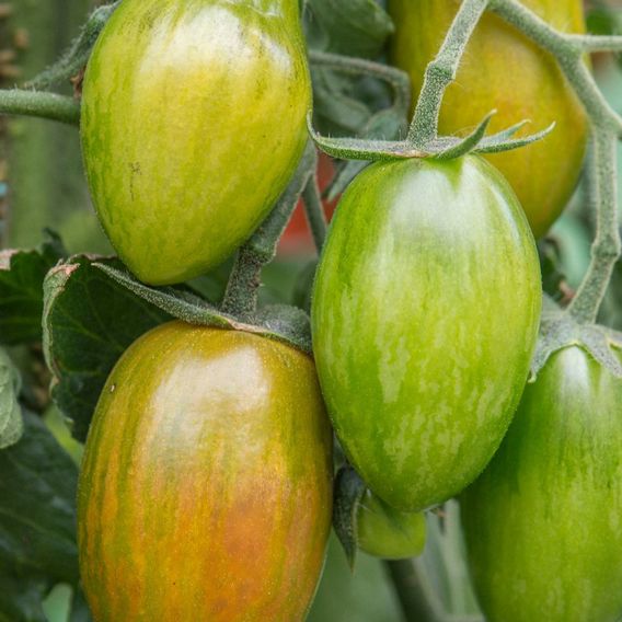 Tomato 'Lucky Tiger' - Seeds