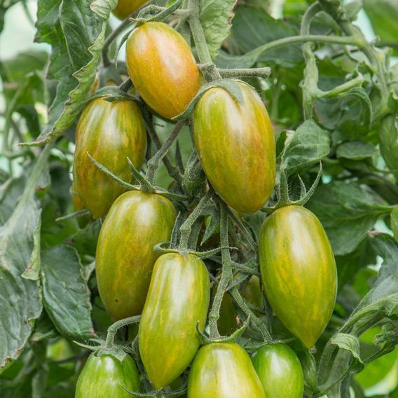 Tomato 'Lucky Tiger' - Seeds