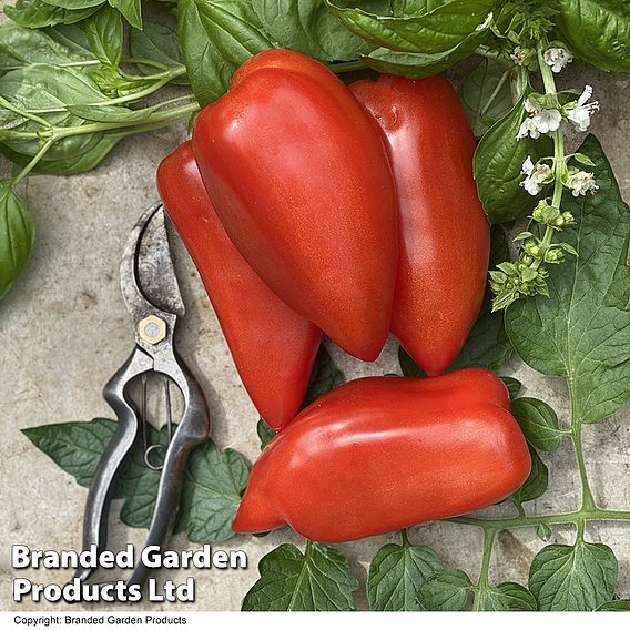 Tomato 'Bellandine'