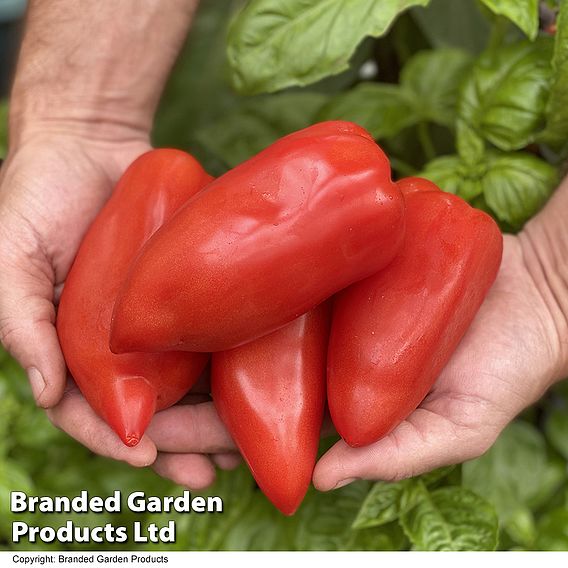 Tomato 'Bellandine'