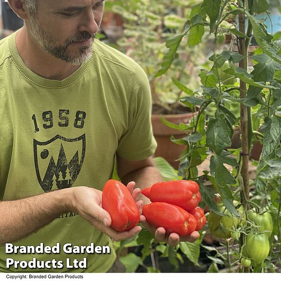 Tomato 'Bellandine'