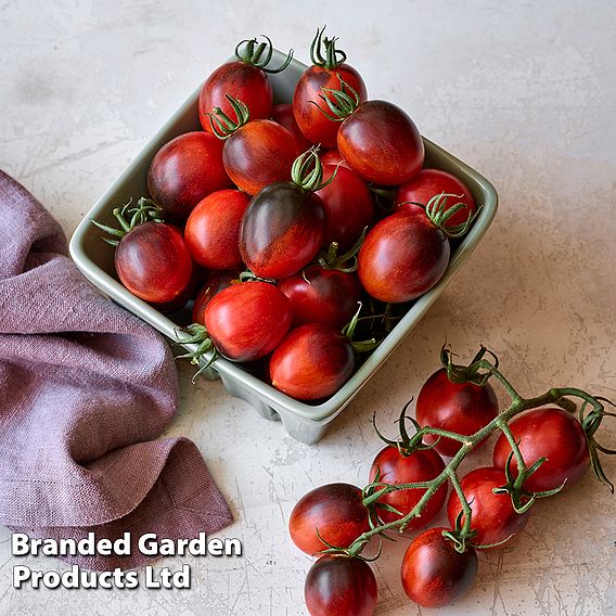 Tomato 'Black Moon' F1