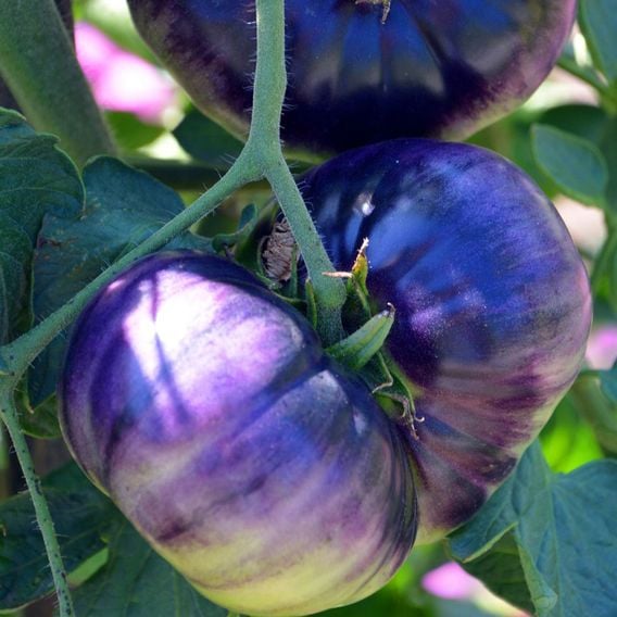 Tomato 'Blue Beauty' - Seeds