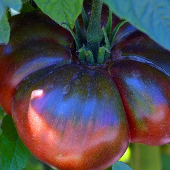 Tomato 'Blue Beauty' - Seeds