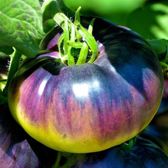 Tomato 'Blue Beauty' - Seeds