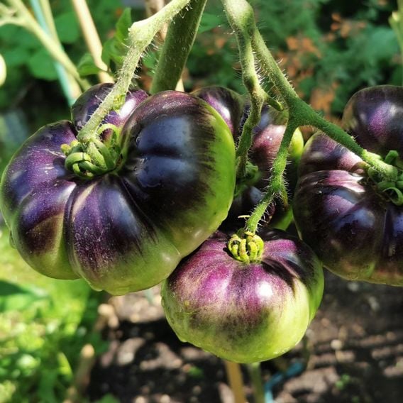 Tomato 'Blue Beauty' - Seeds