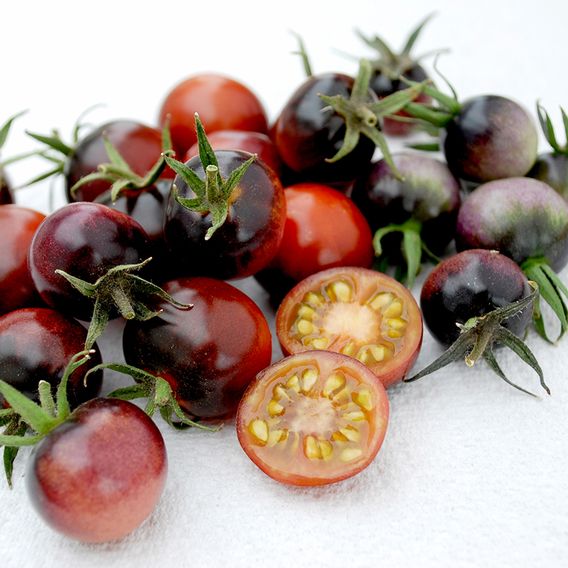 Tomato 'Blue Berries' - Seeds