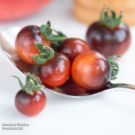 Tomato 'Blue Berries' (Heirloom Cherry)