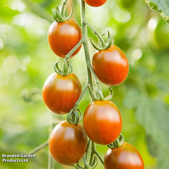 Tomato 'Bronzy' - Organic Seeds