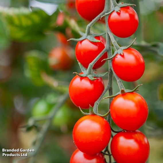 Tomato 'Cheralita' - Organic Seeds