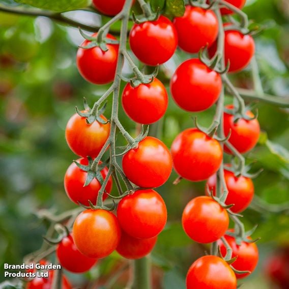 Tomato 'Cheralita' - Organic Seeds