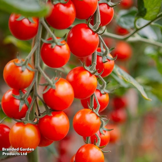 Tomato 'Cheralita' - Organic Seeds