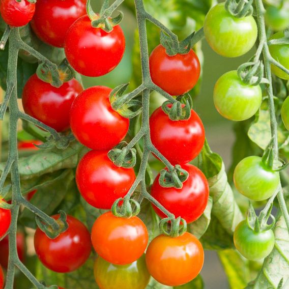 Tomato 'Cherry Rapids' F1 - Seeds