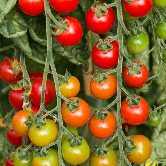 Tomato 'Cherry Rapids' F1 - Seeds