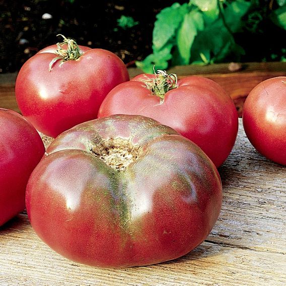 Tomato 'Cherokee Purple' - Seeds