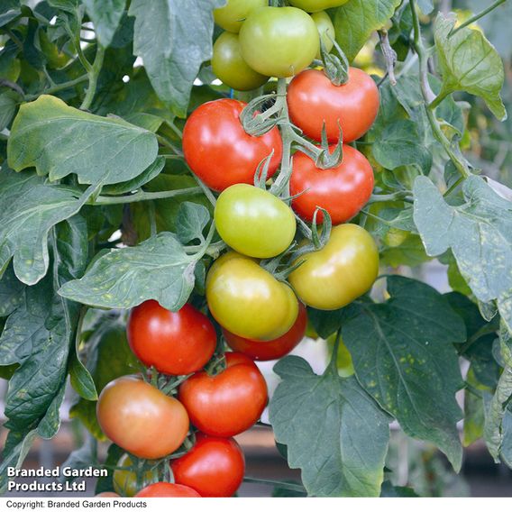 Tomato Crimson Trio (Grafted)