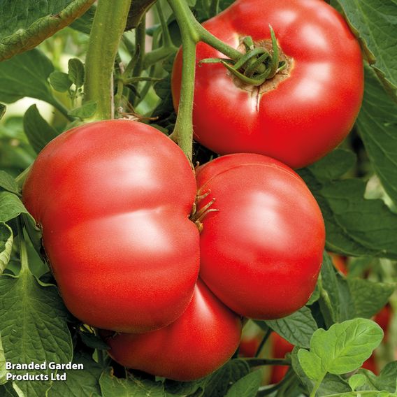 Tomato Crimson Trio (Grafted)