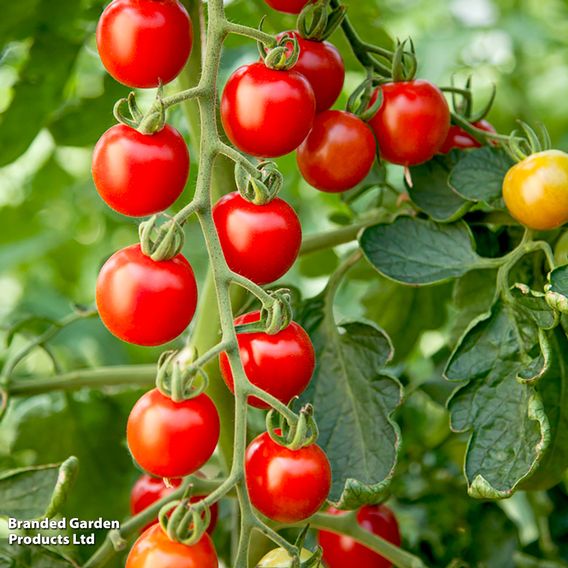 Tomato 'Crimson Cherry' (Indeterminate) F1 - Seeds