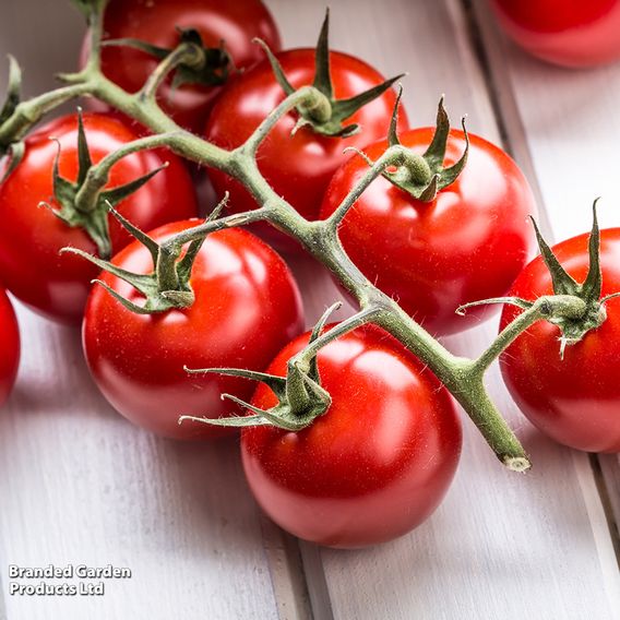 Tomato 'Crimson Cherry' (Indeterminate) F1 - Seeds