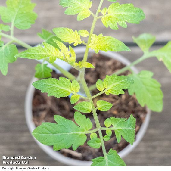 Tomato 'Crimson Cherry' (Indeterminate) F1 - Seeds