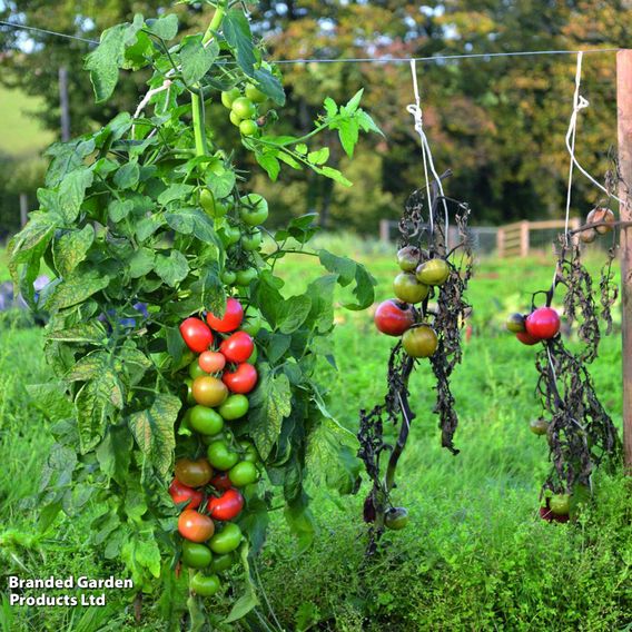 Tomato 'Crimson Crush' (Grafted)