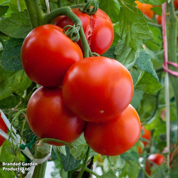 Tomato 'Crimson Crush' F1 (Indeterminate) - Seeds