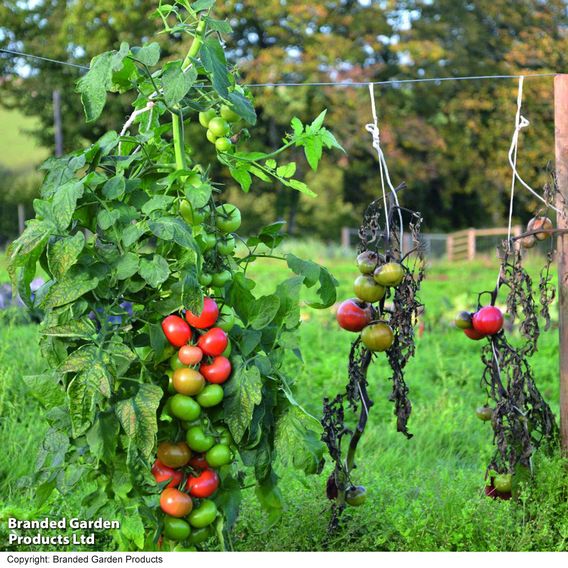 Tomato 'Crimson Crush' (Grafted)