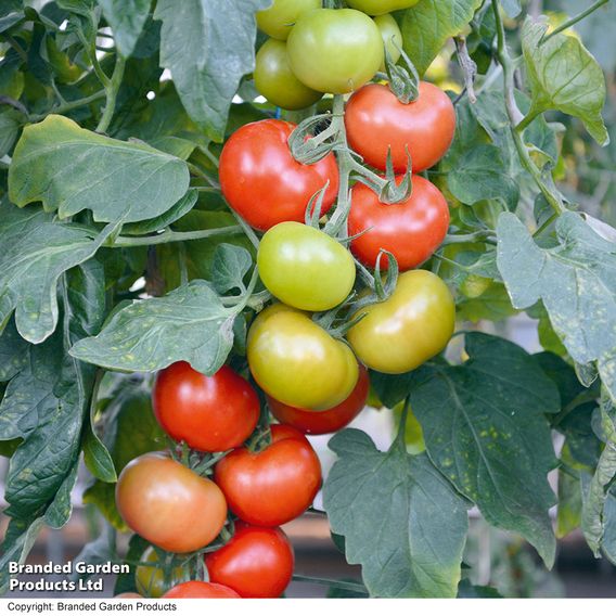 Tomato 'Crimson Crush' (Grafted)