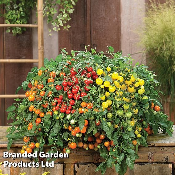 Tomato 'Rainbow Drops Collection'