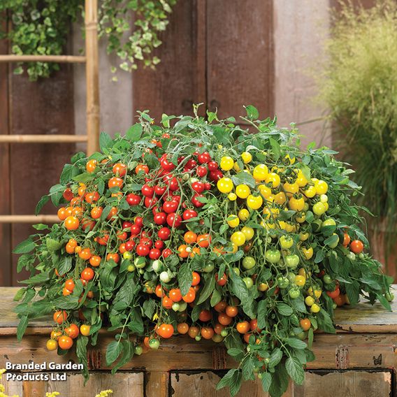 Tomato 'Rainbow Drops Yellow'