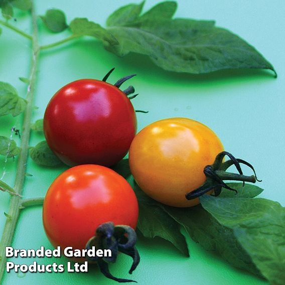 Tomato 'Rainbow Drops Collection'