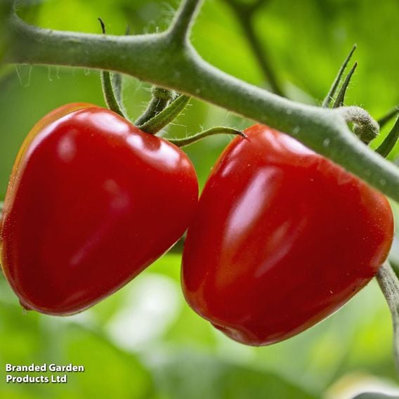 Tomato 'Fraise' (Heirloom Plum)