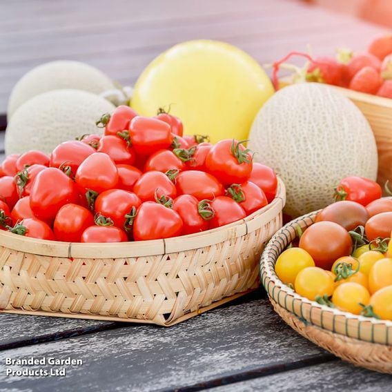 Tomato 'Fraise' (Heirloom Plum)