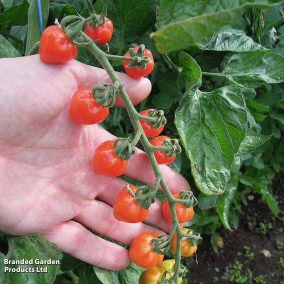 Tomato 'Fraise' (Heirloom Plum)