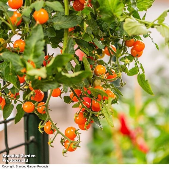Tomato 'Freefall Orange'