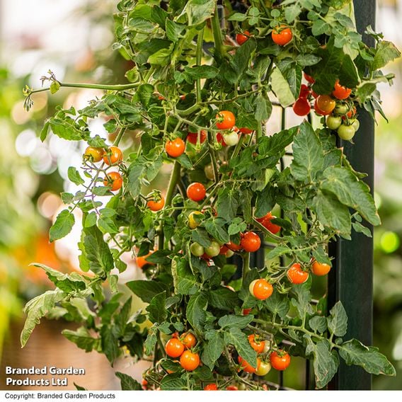Tomato 'Freefall Orange'