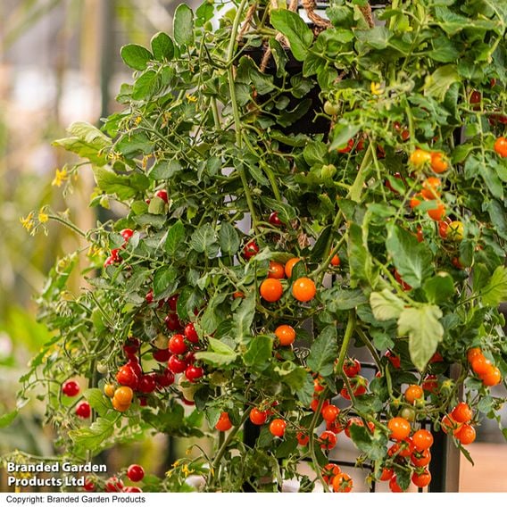 Tomato 'Freefall Duo'